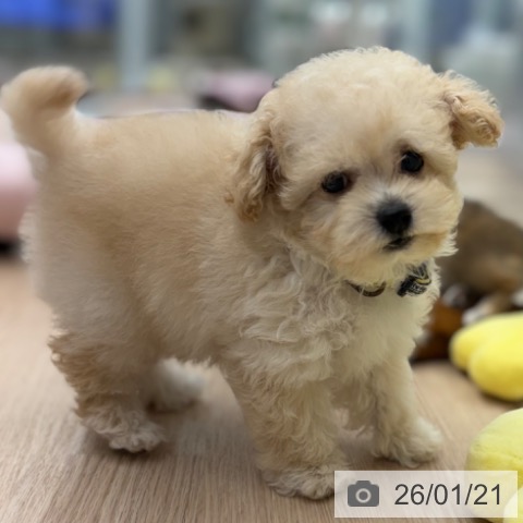 京都府のトイプードル(トイ) (ペットプラス 京都桂川店/2025年11月13日生まれ/女の子/クリーム)の子犬の3枚目の画像