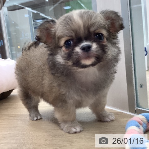 大阪府のチワワ(ロング) (ペットプラス りんくう泉南店/2025年11月17日生まれ/男の子/フォーンホワイト)の子犬の3枚目の画像