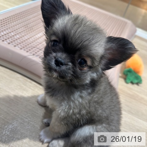 大阪府のチワワ(ロング) (ペットプラス イオン大日店/2025年11月17日生まれ/女の子/フォーンホワイト)の子犬の3枚目の画像