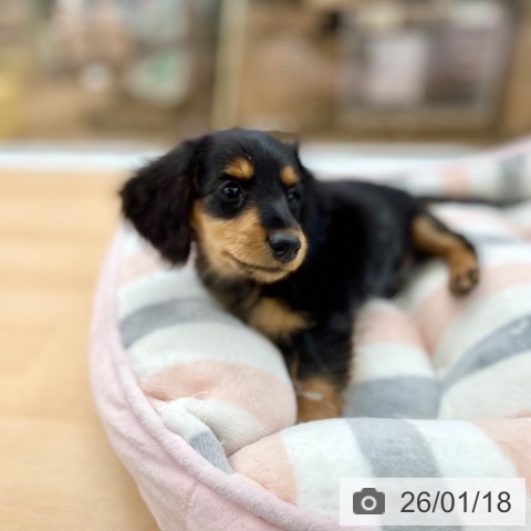 カニーンヘン・ダックスフンドの写真