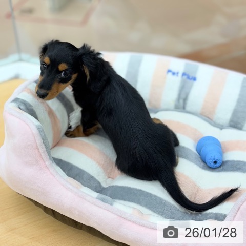 カニーンヘン・ダックスフンドの写真