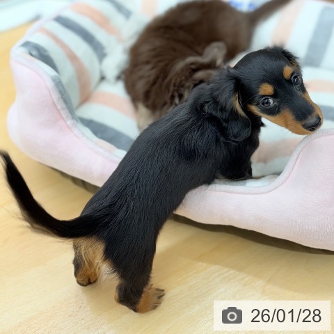 カニーンヘン・ダックスフンドの写真