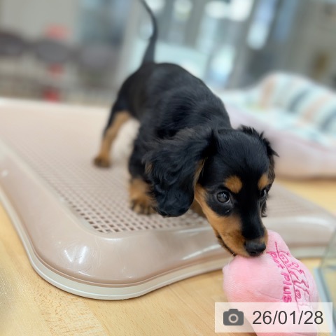 カニーンヘン・ダックスフンドの写真