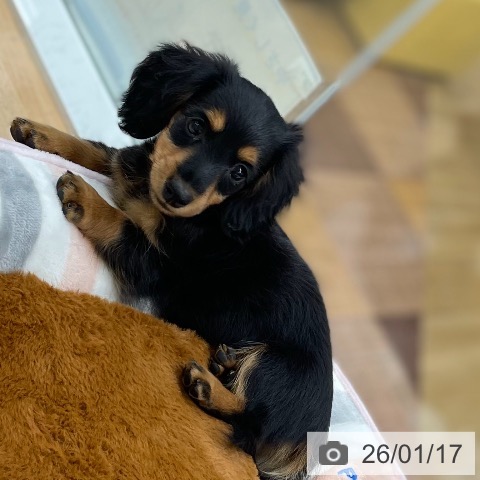 カニーンヘン・ダックスフンドの写真