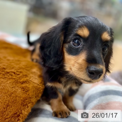 京都府のカニンヘンダックスフンド(ロング) (ペットプラス 醍醐店/2025年11月15日生まれ/女の子/ブラックタン)の子犬の4枚目の画像