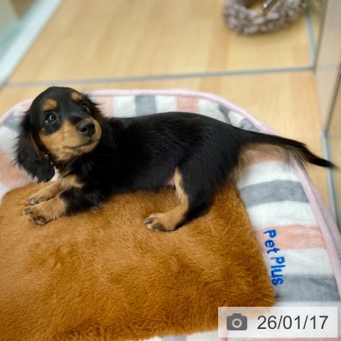京都府のカニンヘンダックスフンド(ロング) (ペットプラス 醍醐店/2025年11月15日生まれ/女の子/ブラックタン)の子犬の3枚目の画像