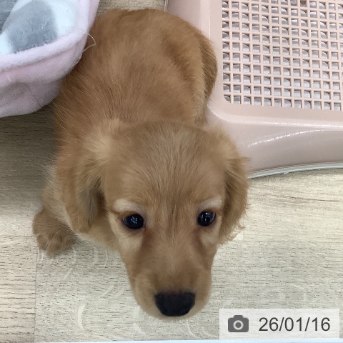 大阪府のカニンヘンダックスフンド(ロング) (ペットプラス りんくう泉南店/2025年11月15日生まれ/女の子/ゴールド)の子犬の3枚目の画像