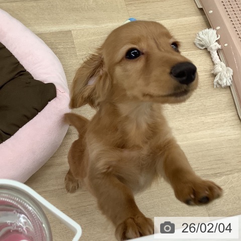 大阪府のカニンヘンダックスフンド(ロング) (ペットプラス りんくう泉南店/2025年11月15日生まれ/女の子/ゴールド)の子犬の4枚目の画像