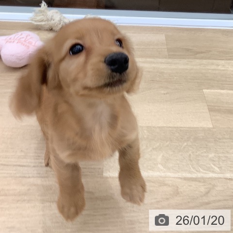 大阪府のカニンヘンダックスフンド(ロング) (ペットプラス りんくう泉南店/2025年11月15日生まれ/女の子/ゴールド)の子犬の3枚目の画像