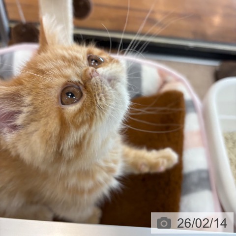 エキゾチックの写真