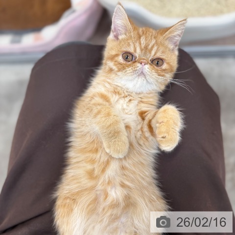 エキゾチックの写真