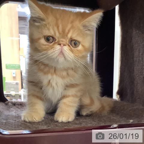 大阪府のエキゾチック (ペットプラス りんくう泉南店/2025年11月12日生まれ/男の子/レッドタビー)の子猫の4枚目の画像