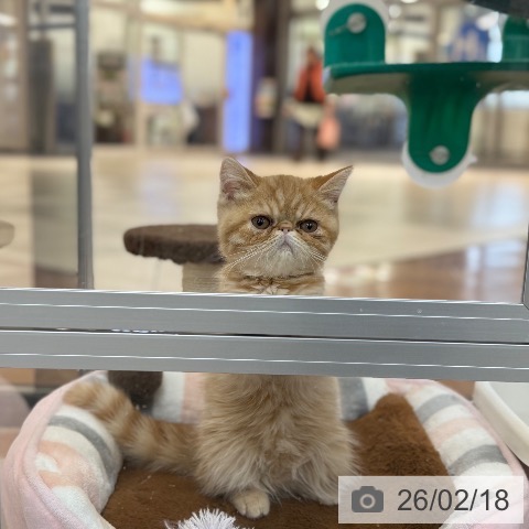 京都府のエキゾチック (ペットプラス 久御山店/2025年11月12日生まれ/男の子/レッドタビー)の子猫の4枚目の画像