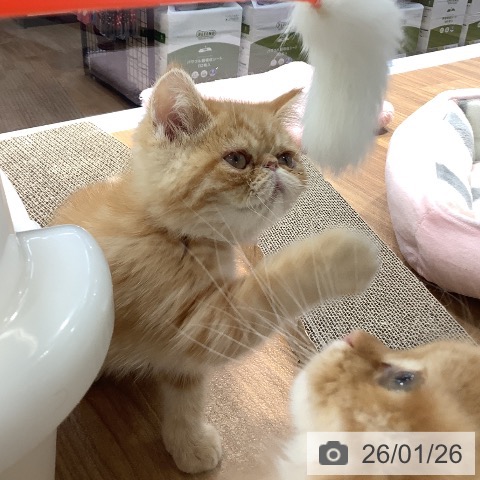 大阪府のエキゾチック (ペットプラス りんくう泉南店/2025年11月12日生まれ/男の子/レッドタビー)の子猫の3枚目の画像