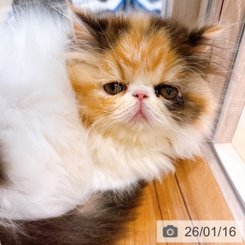 大阪府のエキゾチック (ペットプラス イオン大日店/2025年11月12日生まれ/女の子/キャリコ)の子猫の3枚目の画像