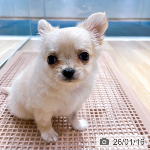 大阪府のチワワ(ロング) (ペットプラス イオン大日店/2025年11月14日生まれ/男の子/クリーム)の子犬の4枚目の画像