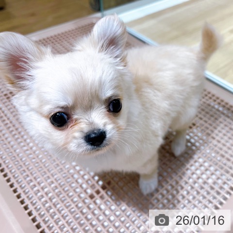 大阪府のチワワ(ロング) (ペットプラス イオン大日店/2025年11月14日生まれ/男の子/クリーム)の子犬の3枚目の画像