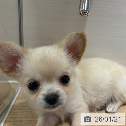 兵庫県のチワワ(ロング) (ペットプラス 神戸三宮店/2025年11月18日生まれ/女の子/クリームホワイト)の子犬の4枚目の画像