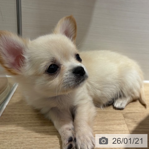 兵庫県のチワワ(ロング) (ペットプラス 神戸三宮店/2025年11月18日生まれ/女の子/クリームホワイト)の子犬の3枚目の画像