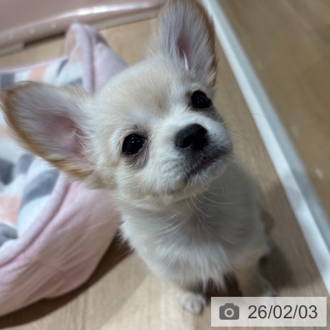 兵庫県のチワワ(ロング) (ペットプラス 神戸三宮店/2025年11月18日生まれ/女の子/クリームホワイト)の子犬の4枚目の画像