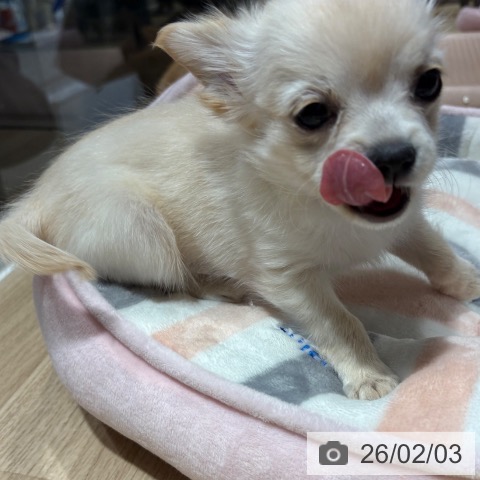 兵庫県のチワワ(ロング) (ペットプラス 神戸三宮店/2025年11月18日生まれ/女の子/クリームホワイト)の子犬の3枚目の画像