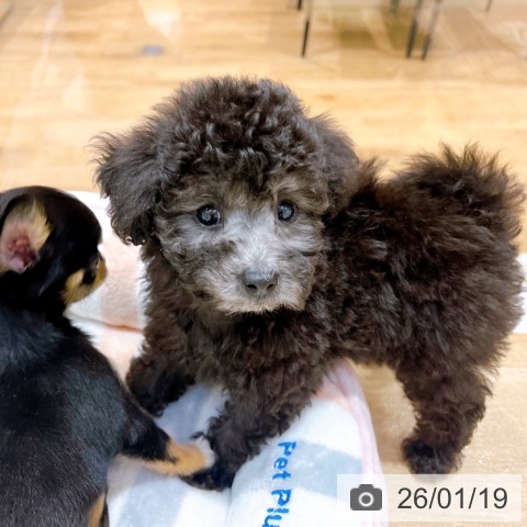 大阪府のトイプードル(トイ) (ペットプラス イオン大日店/2025年11月14日生まれ/男の子/シルバー)の子犬の4枚目の画像