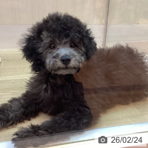 トイ・プードルの写真