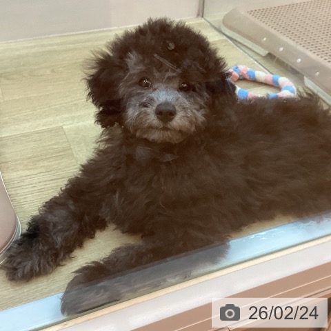 トイ・プードルの写真