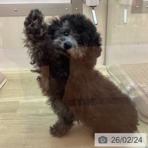 トイ・プードルの写真