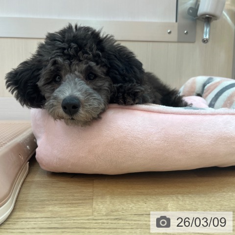 トイ・プードルの写真