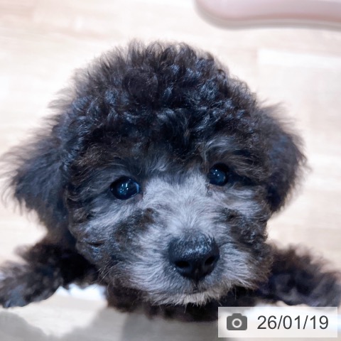 大阪府のトイプードル(トイ) (ペットプラス イオン大日店/2025年11月14日生まれ/男の子/シルバー)の子犬の3枚目の画像