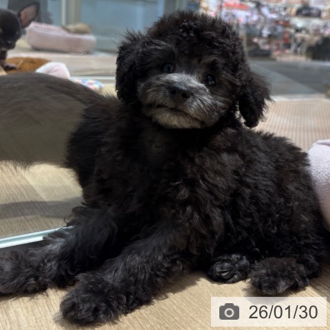 大阪府のトイプードル(トイ) (ペットプラス イオン大日店/2025年11月14日生まれ/男の子/シルバー)の子犬の3枚目の画像