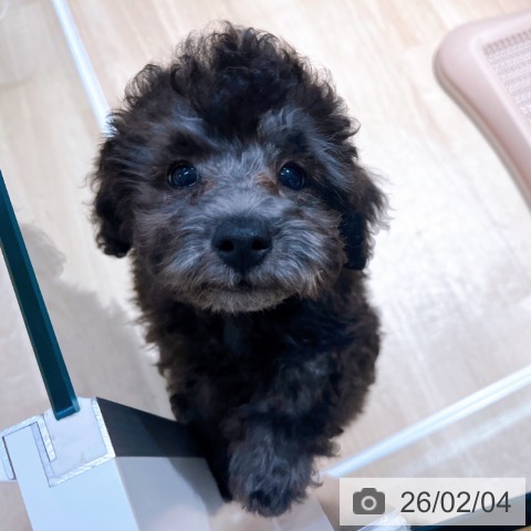 大阪府のトイプードル(トイ) (ペットプラス イオン大日店/2025年11月14日生まれ/男の子/シルバー)の子犬の3枚目の画像