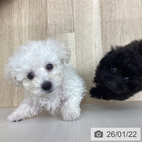 新潟県のトイプードル(トイ) (ペットプラス 新潟南店/2025年11月14日生まれ/男の子/ホワイト)の子犬の4枚目の画像