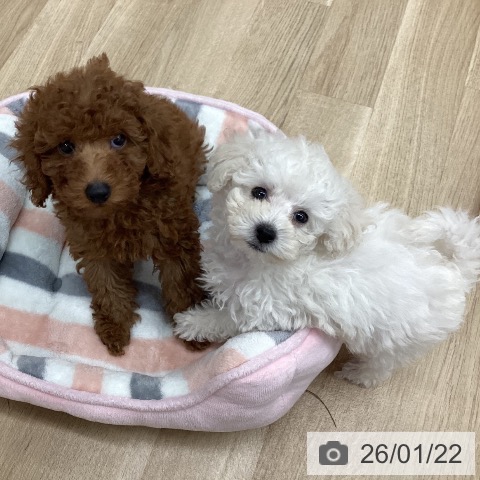 新潟県のトイプードル(トイ) (ペットプラス 新潟南店/2025年11月14日生まれ/男の子/ホワイト)の子犬の3枚目の画像