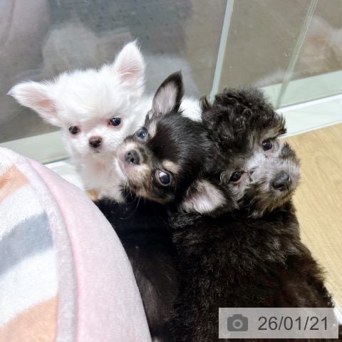 大阪府のトイプードル(トイ) (ペットプラス イオン大日店/2025年11月14日生まれ/女の子/シルバー)の子犬の4枚目の画像