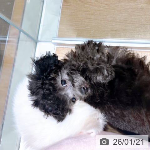 大阪府のトイプードル(トイ) (ペットプラス イオン大日店/2025年11月14日生まれ/女の子/シルバー)の子犬の3枚目の画像