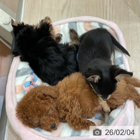 トイ・プードルの写真