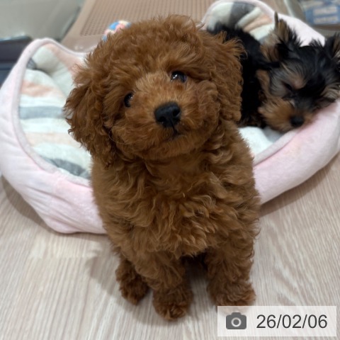 トイ・プードルの写真