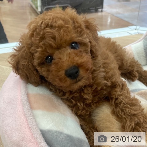 大阪府のトイプードル(トイ) (ペットプラス 大阪ドームシティ店/2025年11月18日生まれ/男の子/レッドフォーン)の子犬の4枚目の画像