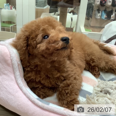 トイ・プードルの写真