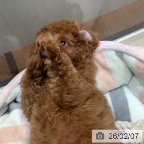 トイ・プードルの写真