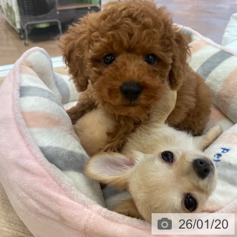 大阪府のトイプードル(トイ) (ペットプラス 大阪ドームシティ店/2025年11月18日生まれ/男の子/レッドフォーン)の子犬の4枚目の画像