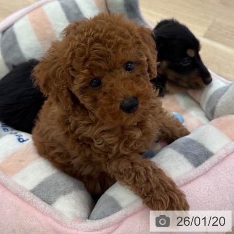 大阪府のトイプードル(トイ) (ペットプラス 大阪ドームシティ店/2025年11月18日生まれ/男の子/レッドフォーン)の子犬の3枚目の画像