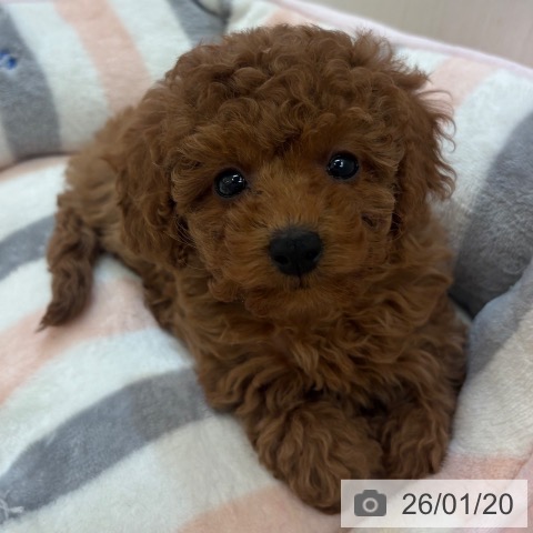 大阪府のトイプードル(トイ) (ペットプラス 大阪ドームシティ店/2025年11月18日生まれ/女の子/レッドフォーン)の子犬の4枚目の画像