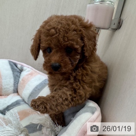 大阪府のトイプードル(トイ) (ペットプラス 大阪ドームシティ店/2025年11月18日生まれ/女の子/レッドフォーン)の子犬の3枚目の画像