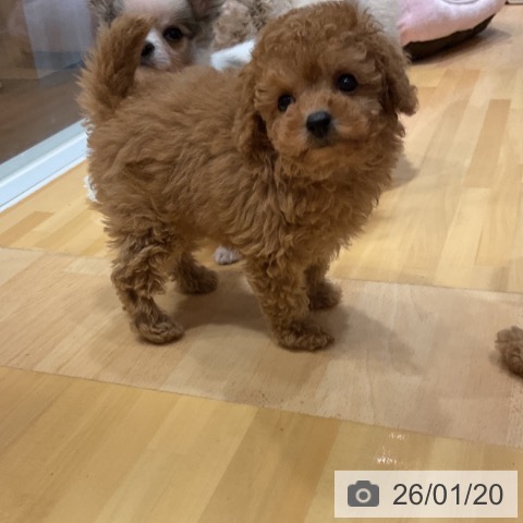 奈良県のトイプードル(トイ) (ペットプラス 大和郡山店/2025年11月18日生まれ/女の子/レッドフォーン)の子犬の4枚目の画像