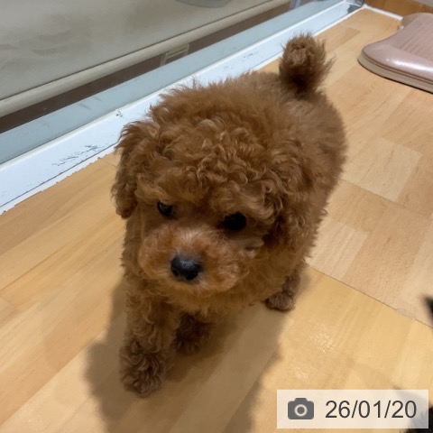 奈良県のトイプードル(トイ) (ペットプラス 大和郡山店/2025年11月18日生まれ/女の子/レッドフォーン)の子犬の3枚目の画像