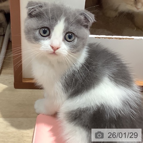 大阪府のスコティッシュフォールド (ペットプラス 鶴見店/2025年11月18日生まれ/女の子/ブルーパッチドタビーホワイト)の子猫の4枚目の画像
