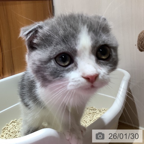 大阪府のスコティッシュフォールド (ペットプラス 鶴見店/2025年11月18日生まれ/女の子/ブルーパッチドタビーホワイト)の子猫の3枚目の画像